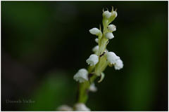 Peristylus lawii
